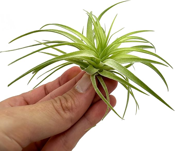 Live Air Plants - Tillandsia Geminiflora 1-3" - 1ct – ragnaroc Live Indoor Plant - Live Arrival Guaranteed - House Plants for Home Decor & Gift