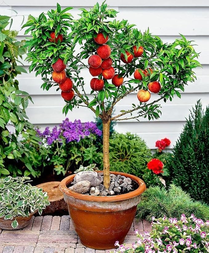 Premium Peach Potting Soil Mix - Optimal Nutrient-Rich Blend for Thriving and Juicy Peaches - 1 Quart