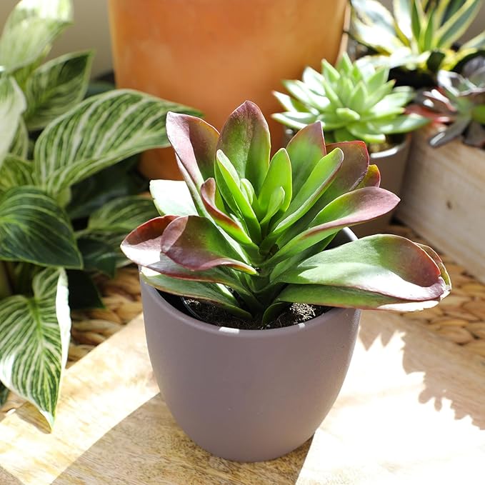 Altman Plants Desert Fire Live Succulents 4-Pack, Mini Plants Succulent Mix, Live Plants, Mini Succulents, House Plants, Live Succulent Plants, Outdoor & Indoor Plants for Event, Wedding, Kid Crafts