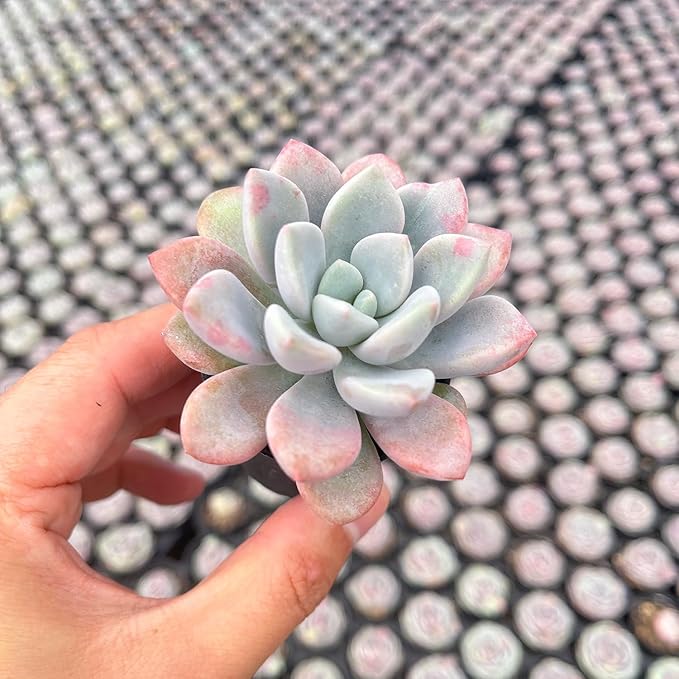 Live Succulent Echeveria 'Mottled Deer', Approx 2-inch Large, Potted Succulents, Fully Rooted, Easy Care House Plants