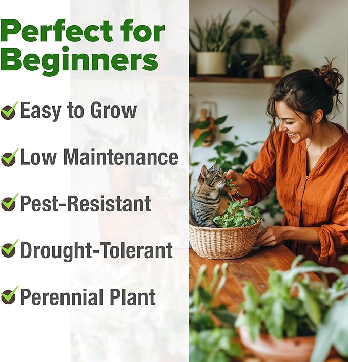 HOME GROWN Catnip Seeds (2 Pack) 𝗡𝗢𝗡-𝗚𝗠𝗢, 𝗨𝗦𝗔-𝗦𝗢𝗨𝗥𝗖𝗘𝗗 Heirloom Herb 4232 Seeds - Indoor or Outdoor Seed - High-Germination Cat Nip - Cat Safe Plants (Nepeta cataria)