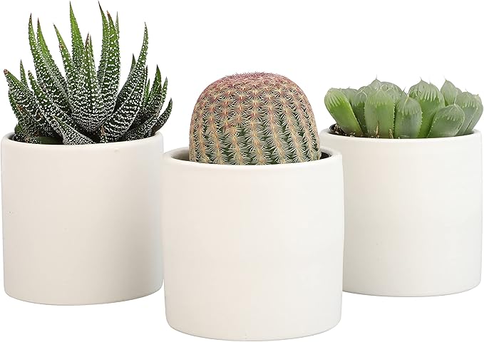 Plants for Pets Live Low Light House Plants in Ceramic Succulent Pots (3 Pack), Gasteria Succulent Plant and Cactus Plants Live with Potting Soil, Haworthia Succulents for Indoor Growing Home Décor
