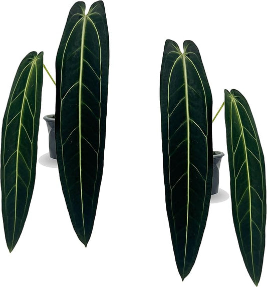 LEAL PLANTS ECUADOR Anthurium Warocqueanum (Pack of 2)| Green Live Plant for Indoors |Rare and Exotic Indoor Plants for Living Room | Queen Anthuriums House Plants | Warocqueanum Heart Plant