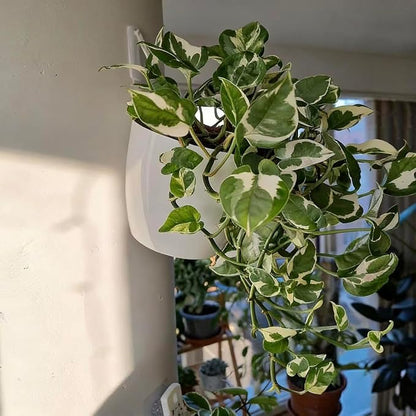 6 Pack Hanging Planter Wall Planter Self Watering 5 inch Plant Pot - Image 4