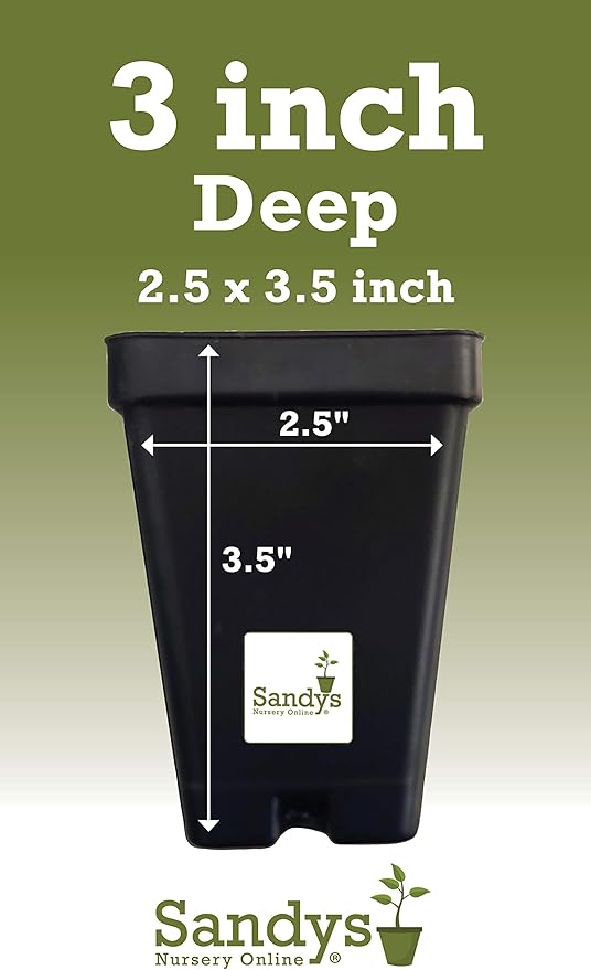 Thuja Green Giant Arborvitae Lot of 20, 3 Inch Pot