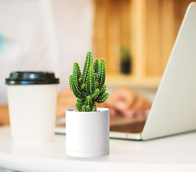 D'vine Dev 12 Pack 3 Inch Mini Plastic Plant Pots, Small Garden Planters for Plant with Drainage Holes and Saucers, White Color, 74-Z-C-4