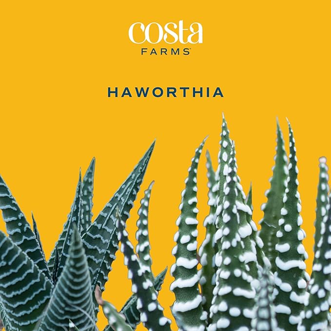 Costa Farms Haworthia Succulent, Easy to Grow Live Plant in Indoor Houseplant Pot, Potting Soil, 4-Inches Tall, Home & Room Decor