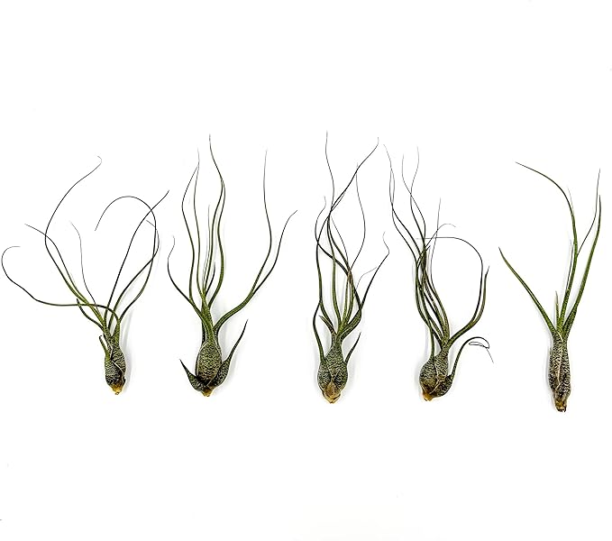 Live Air Plants - Tillandsia Butzii, Jumbo 7-9" - 5ct - Live Arrival Guaranteed - House Plants for Home Decor & Gift