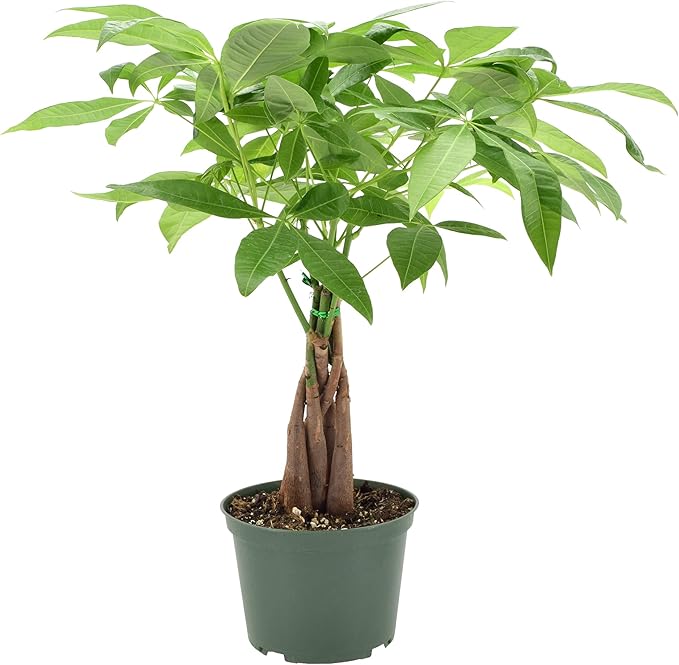 Arcadia Garden Products Money Tree Live Indoor Plant in 6 in. Plastic Grower Pot, Black *Sold by Amazon and Arcadia Garden Products*