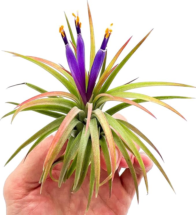 Air Plants - Tillandsia Ionantha Pack, Regular 1-3" - 12ct - Live Arrival Guaranteed - House Plants for Home Decor & Gift