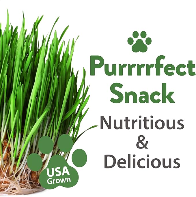 HOME GROWN 2,160+ Cat Plant Seeds Mix – 𝗡𝗢𝗡-𝗚𝗠𝗢 𝗨𝗦𝗔-𝗦𝗢𝗨𝗥𝗖𝗘𝗗 Heirloom Catnip, Lemongrass, Licorice, Thyme & Valerian – Pet-Friendly Indoor Garden Refill Kit for Cats & Kittens