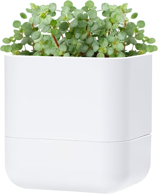 Phoenix Vine 6.5 Inch Wall Mounted Self-Watering Planter Pot by Phoenix+Vine