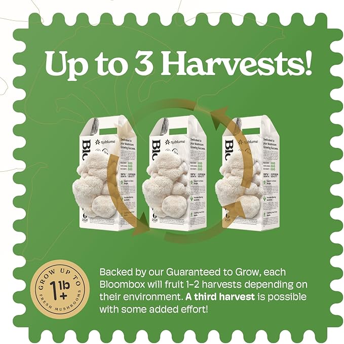 Lion's Mane Mushroom Grow Kit | Grow Your Own Fresh Gourmet Mushrooms at Home | Edible Indoor Mushroom Growing Kits Great Gift