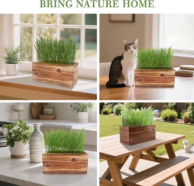 Cat Grass Kit for Indoor Cats - 5X Seed Packets with Handmade Wood Planter | Grow Organic Non-GMO Wheat Grass in 4-7 Days, Aids Digestion & Hairball Control, Ideal Gift for Cat Lovers