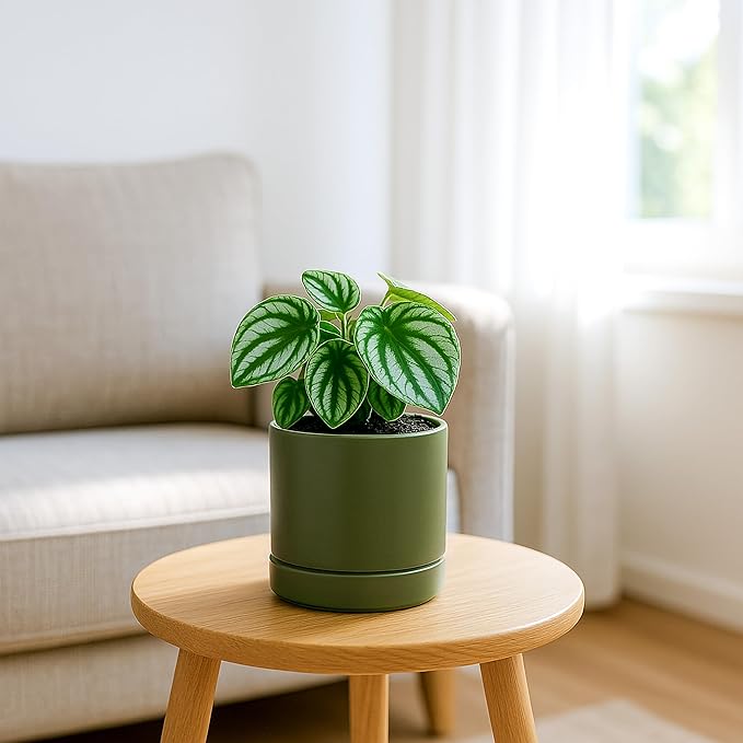 D'vine Dev Set of 4 Small Ceramic Plant Pots, 4.6 Inch Succulent Planter Pot for Plants with Drainage Hole and Saucer, Olive, 94-X-B-0