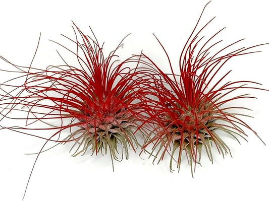 Thin Air Plant, Guatemala Tillandsia Live Airplant, Healthy Arrival Guaranteed, Great Indoor Plant, Home Decor & Gift (2 Red)