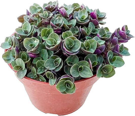 Live Succulents 'Turtle Vine' (4-inch), Succulent Plants Fully Rooted in Pots with Soil, Easy-Care House Plant for DIY, Home Office Decor, Wedding Party Favor