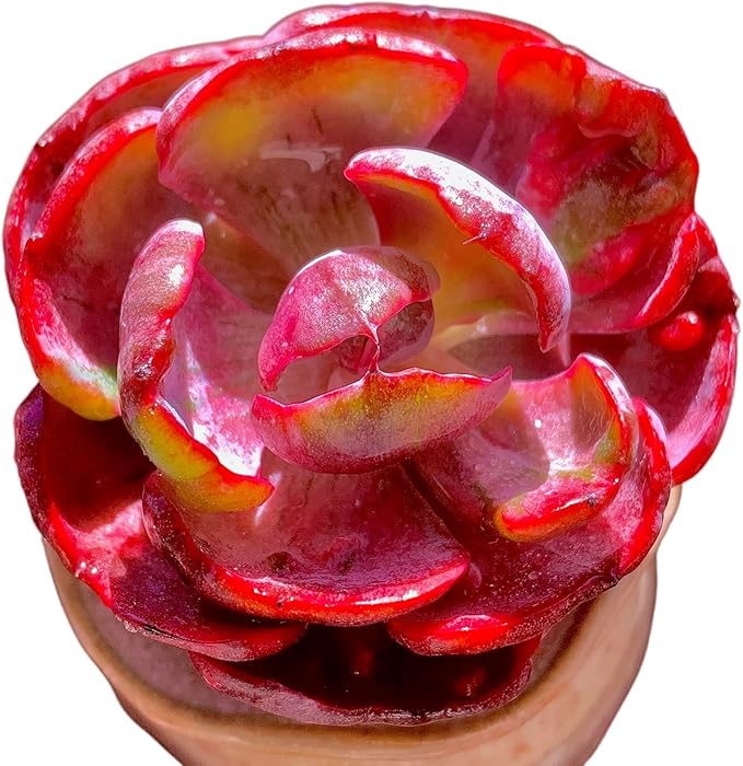 FWPP Cotyledon orbiculata ‘Variegated Heart of Moon’Live Succulent Plant in 2 Inch Pot, Red-Edged Variegated Leaves, Fully Rooted Easy Care Houseplant, Great Gift for Plant Lovers & Indoor Decor