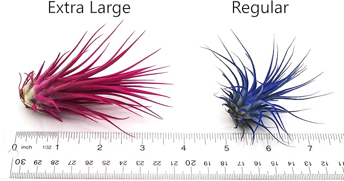 Live Extra Large Tillandsia Ionantha Guatemala Colorful Air Plant 3+ inch Enhanced Color Easy Care Indoor Outdoor Home Decor Gift Airplant by Awesome Industries (Orange XL)