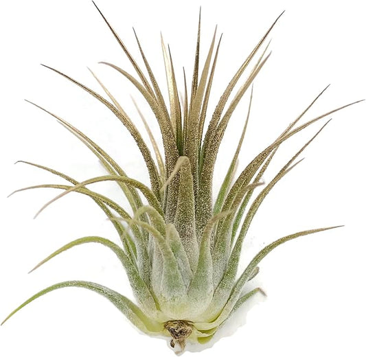 Ionantha Guatemala Tillandsia Air Plant, Guatemala Tillandsia Live Airplant, Healthy Arrival Guaranteed, Great Indoor Plant, Home Decor & Gift (Gold)