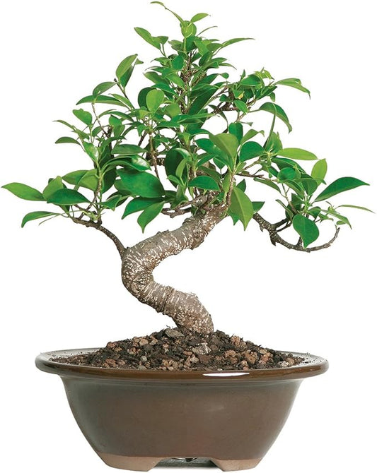 Brussel's Bonsai Live Golden Gate Ficus Indoor Bonsai Tree - Small, 4 Years, 5 to 8 In - Live Bonsai Tree in Ceramic Bonsai Pot
