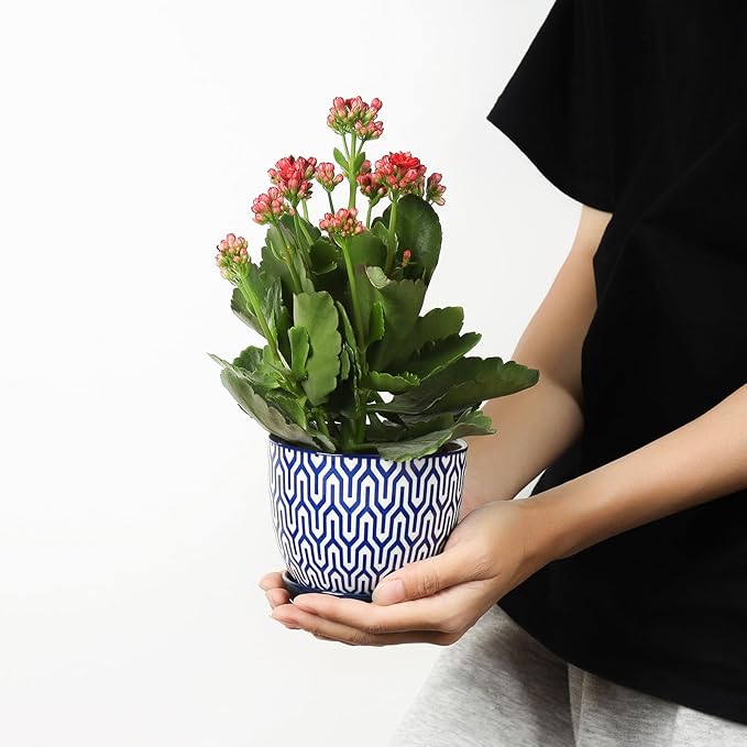 Selamica Ceramic Plant Pots, 4.6 Inch Flower Pots for Indoor Plants, Succulent Pots with Drainage Hole & Saucer, Succulent Planters for Succulent Cactus, Home Decor, Set of 4, Vintage Blue