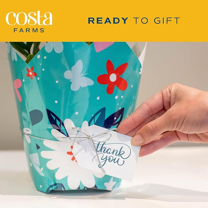 Costa Farms Dieffenbachia, Live Indoor Plant in Thank You Gift Wrap Planter, Potted Houseplant in Potting Soil Mix, Housewarming, Birthday Gift, 12-14 Inches Tall