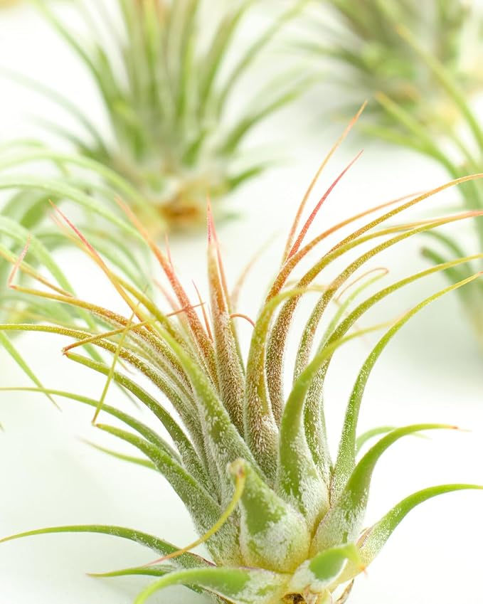 Shop Succulents Ionantha Tillandsia Air Plants, Assorted Mini Live Indoor Plants for Home Decor & Gifts, Low Maintenance, Natural Air Purifier, Hanging Plants, Favors, Terrarium Plants, Pack of 12