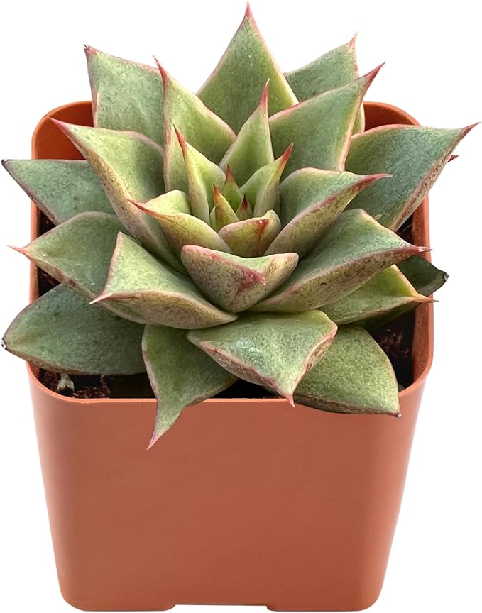 Live Succulent Echeveria 'Mazes', Approx 2-inch Large, Potted Succulents, Fully Rooted, Easy Care House Plants