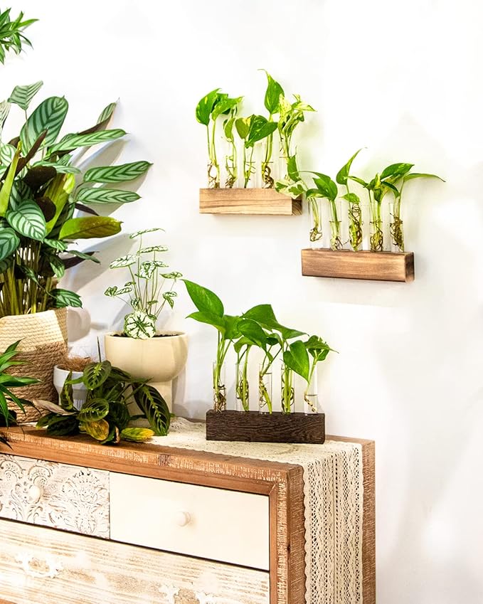 KAXYEW Desktop Glass Plant Propagation Station Test Tube Plant Terrarium in Wooden Stand for Hydroponic Plants Cutting Office Home Decoration Gift for Women (5 Test Tubes-BR)