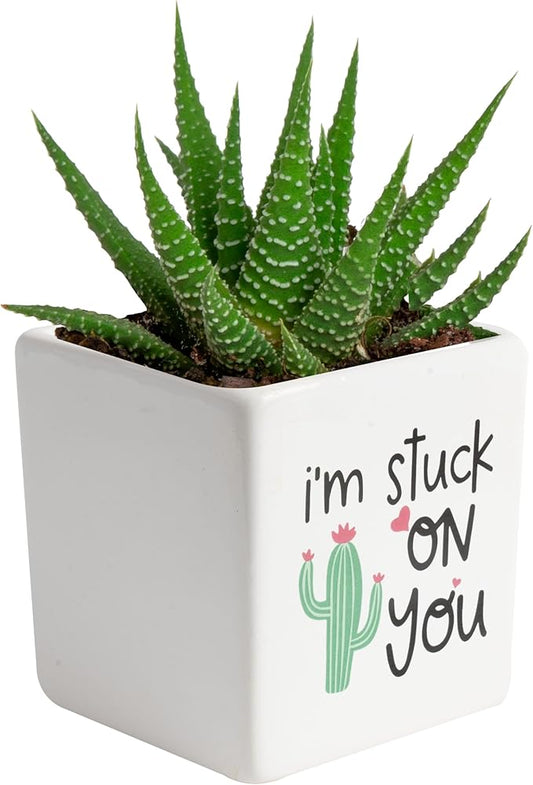Costa Farms Haworthia Live Plant, Succulent Houseplant in Cute Decor Succulents Plant Pot, Potting Soil, Live Plants Desk Décor, Birthday, Valentine's Day Gift, Small Tabletop Size, Room Décor