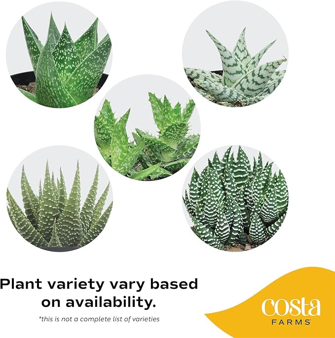 Costa Farms Haworthia Succulent, Easy to Grow Live Plant in Indoor Houseplant Pot, Potting Soil, 4-Inches Tall, Home & Room Decor