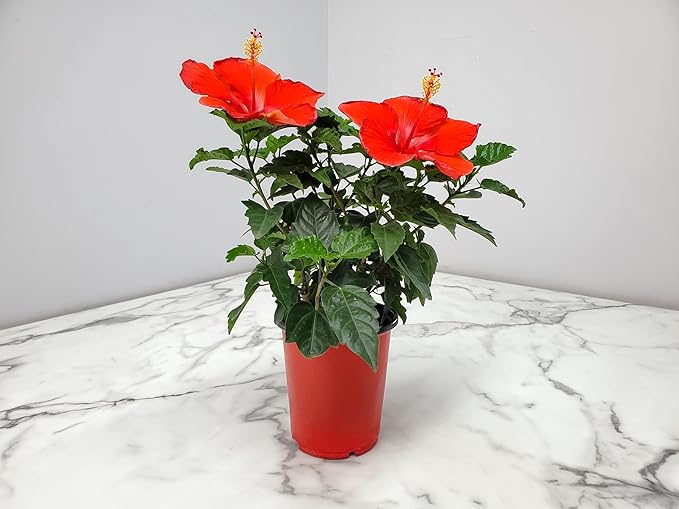 Tropical Plants of Florida - Red Hibiscus Bush Dwarf - Flowering Plants Live - 12" to 16" Overall Height - 1 Gallon Planter (Plant Only)