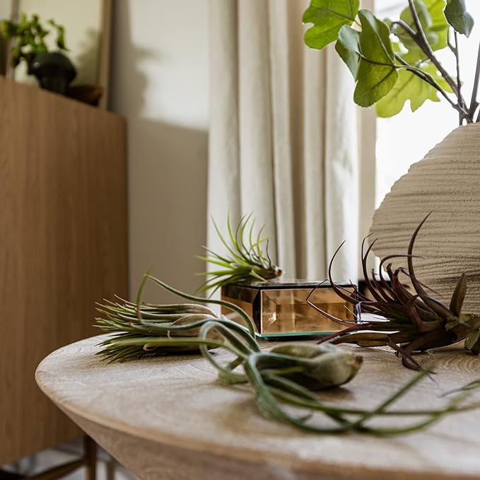 Live Air Plants - Tillandsia Variety, Regular 1-3" - 15ct - Live Arrival Guaranteed, House Plants for Home Decor & Gift