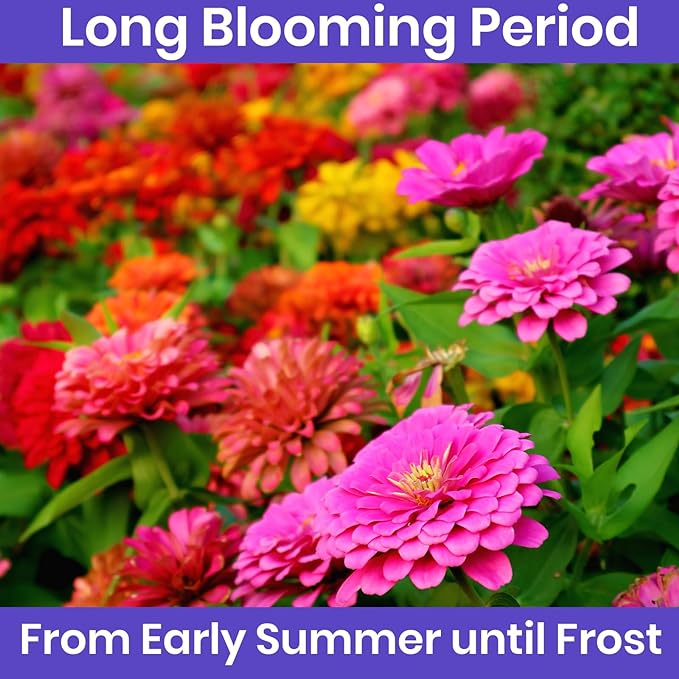 NatureZ Edge Zinnia Seeds for Planting Outdoors, Flower Seeds, Bulk Semillas De Flores para Sembrar, Pumila Mix 4.2 g