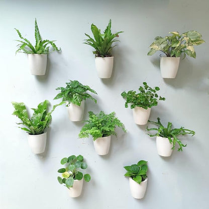 LáLáGreen Wall Planters for Indoor Plants by L%C3%A1L%C3%A1Green