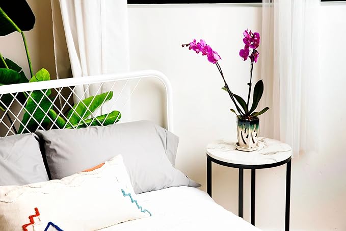 rePotme 4 x 6 inch Ceramic Orchid Pot (Evergreen Emerald Over Cream) - Hexagon Orchid Pot with Holes