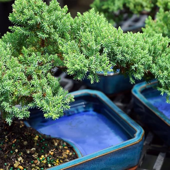 Brussel's Bonsai Live Green Mound Juniper Bonsai Tree - Medium, 5 Year, 6 to 10 Inches - Outdoor Bonsai Tree Live with Water Bonsai Pot (Not Sold in California)