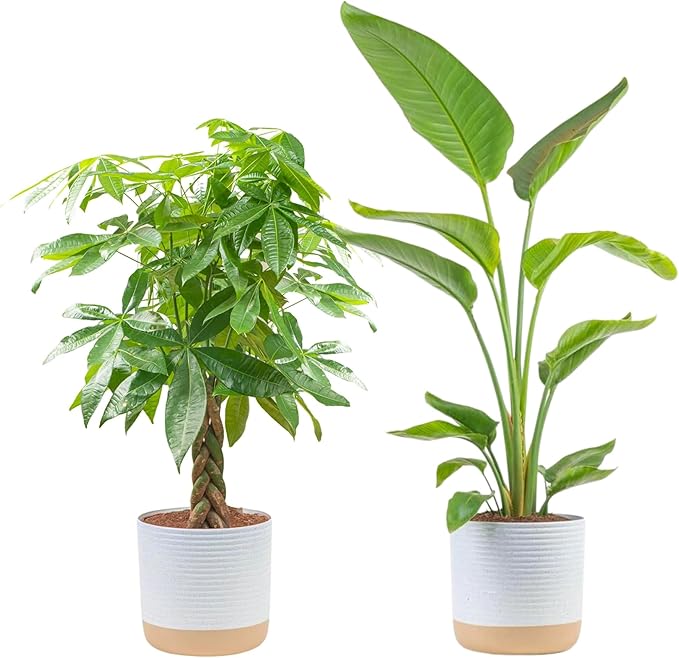 Costa Farms Live Plants (2-Pack), Money Tree and Bird of Paradise, Easy to Grow Large Indoor Outdoor Houseplants in 10-Inch Plant Pots, House Plant Gift, Office, Living Room, Home Decor