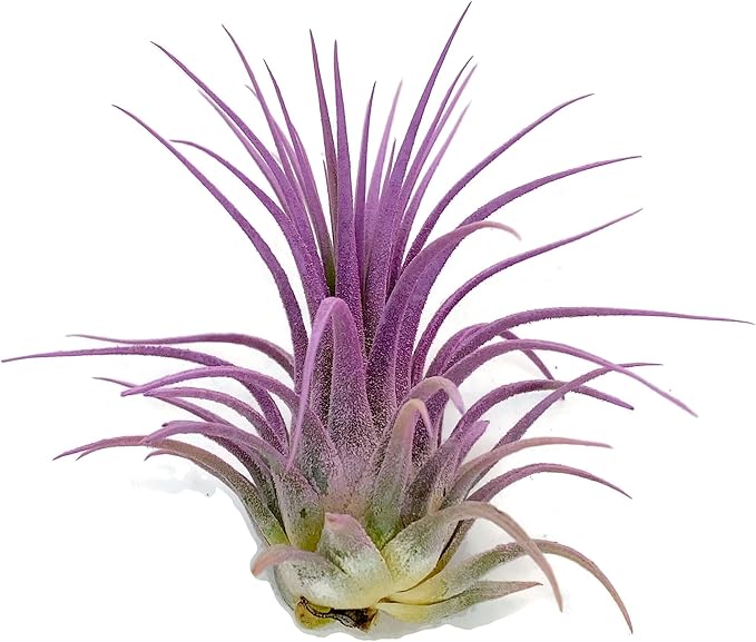 Ionantha Guatemala Tillandsia Air Plant, Guatemala Tillandsia Live Airplant, Healthy Arrival Guaranteed, Great Indoor Plant, Home Decor & Gift (Lavender)