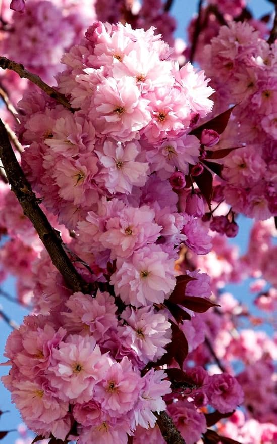Live Kwanzan Cherry Blossom Tree – 8-12" Tall, Ornamental Pink Flowers