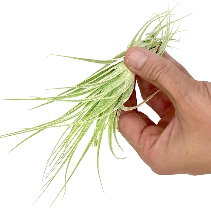 Live Air Plant - Tillandsia Gardneri 5-7” - ragnaroc Rare Collectors Indoor Tropical Plant - Live Arrival Guaranteed - House Plants for Home Decor & Gift