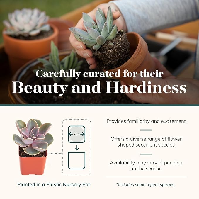 Shop Succulents Rosette Succulent Plant Pack Collection - Live Mini Succulent Plants, Low Maintenance, Floral Shaped Mix of Colors & Textures - Wedding and Party Favors, Gift & Garden, Pack of 64