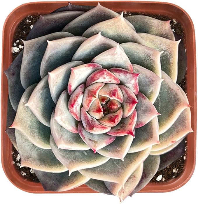 Live Succulent Echeveria 'Red Velutinous' Sugar Heart, Approx 2-inch Large, Potted Succulents, Fully Rooted, Easy Care House Plants