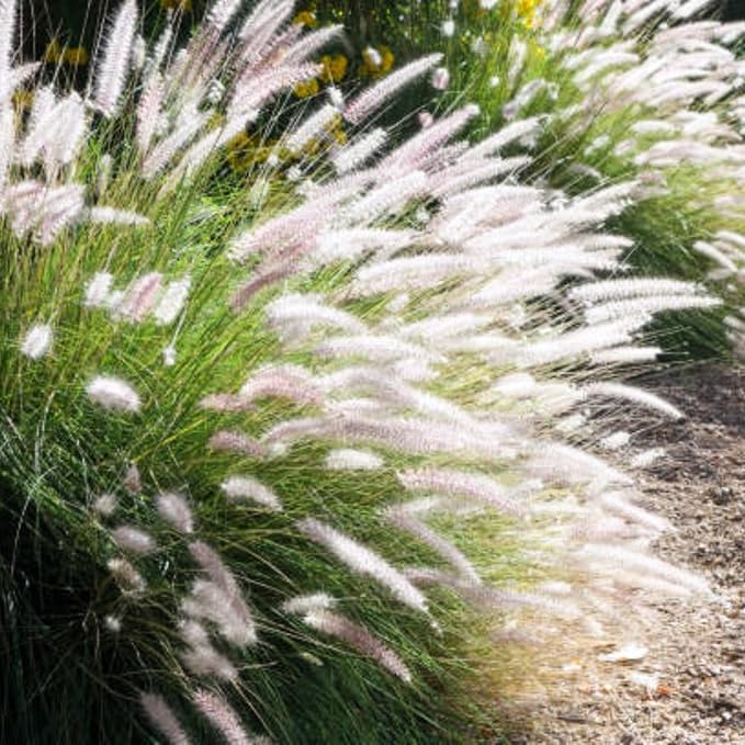 Pack 3 Fountain Grass Plants Live, 5-9 Inch Tall, Ornamental Grasses Live Plants Perennial, Well-Rooted Perennial Grass Clumps (White Fountain Grass)