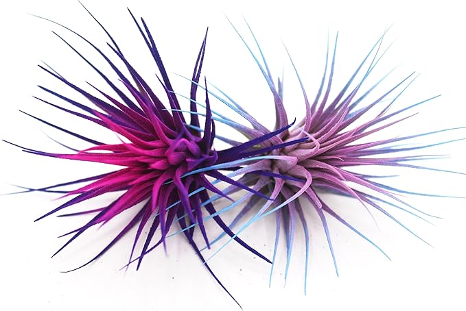 Dyed Tillandsia Ionantha Guatemala Enhanced Colored Colorful Air Plant Live Easy Care Indoor Outdoor Home Decor Gift Airplant by Awesome Industries Live Arrival Guaranteed (Twilight)
