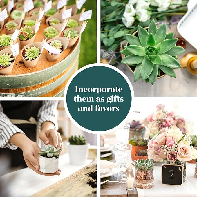 Shop Succulents Rosette Succulent Plant Pack Collection - Live Mini Succulent Plants, Low Maintenance, Floral Shaped Mix of Colors & Textures - Wedding and Party Favors, Gift & Garden, Pack of 32