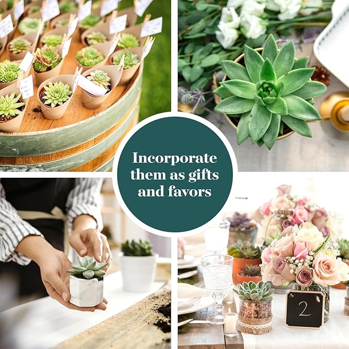 Shop Succulents Rosette Succulent Plant Pack Collection - Live Mini Succulent Plants, Low Maintenance, Floral Shaped Mix of Colors & Textures - Wedding and Party Favors, Gift & Garden, Pack of 64