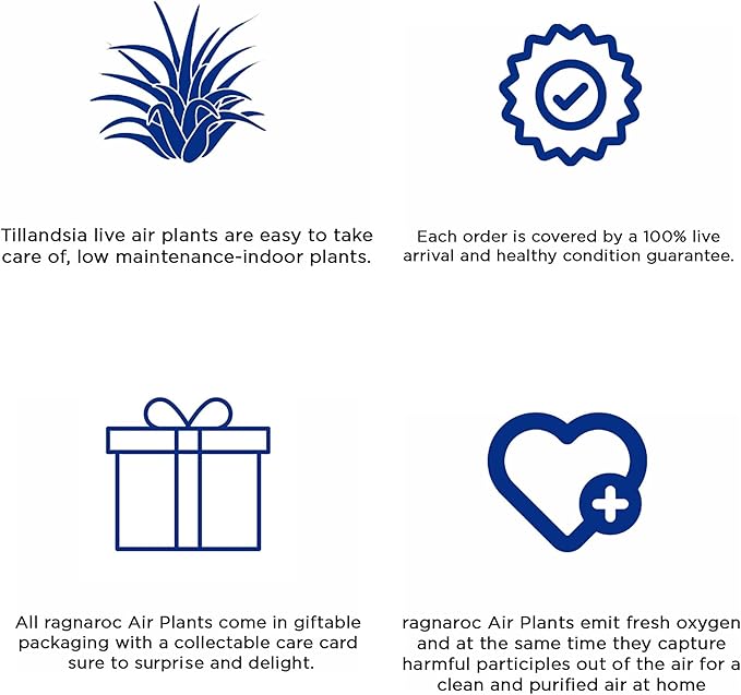 Live Air Plants - Tillandsia Gift Box TOR Variety Pack - 10 Count Large, 4-10 inches – Live Indoor Plants & Live 15 inch Spanish Moss – Live Plants for Home décor, Live Arrival Guaranteed