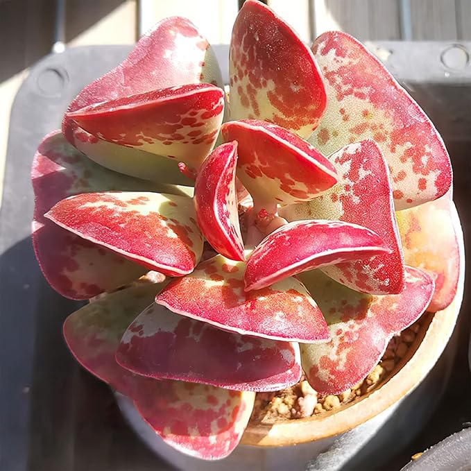 Live Succulent Calico Hearts, Approx 2-inch Large, Potted Succulents, Fully Rooted, Easy Care House Plants